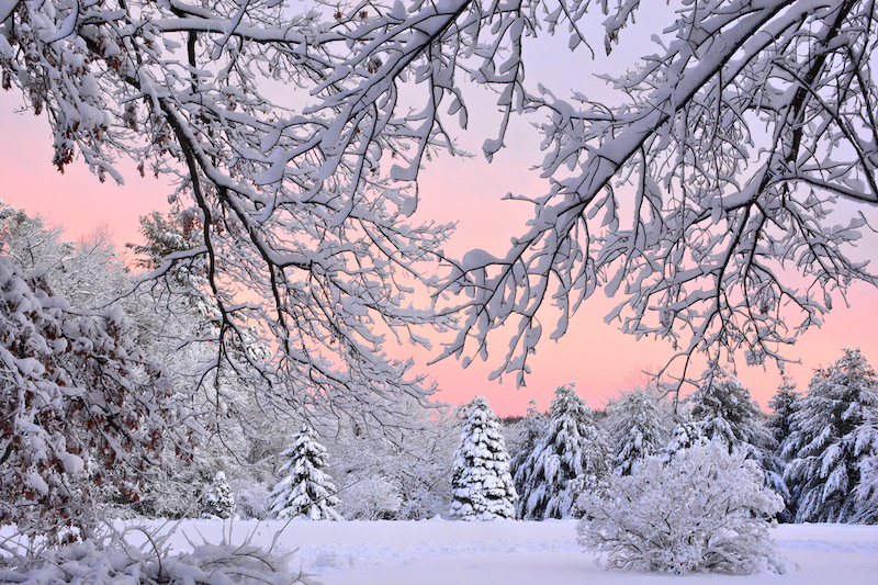 best snowy photography trees